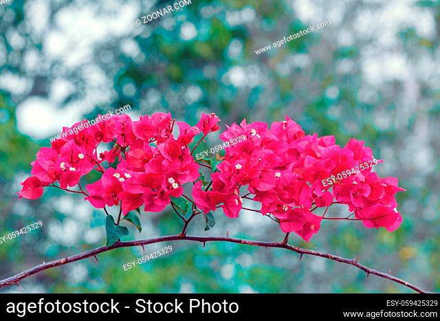 Red Bougainvillea flowers in Ankarafantsika National Park, Madagascar wildlife, Africa. Floral background