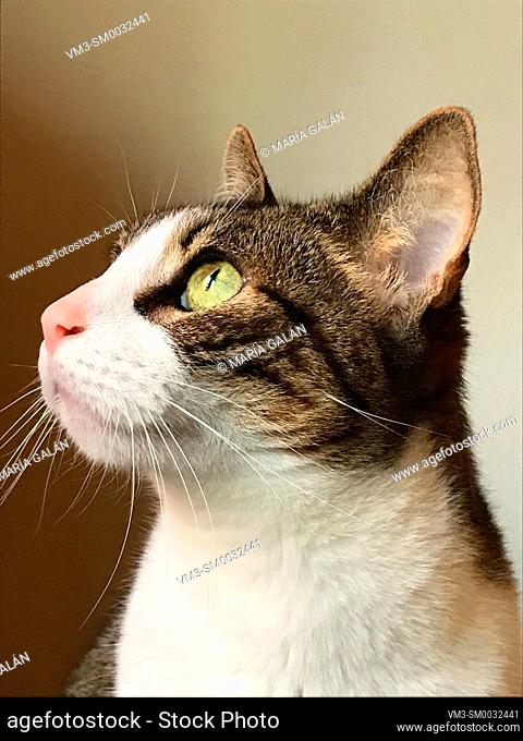 Portrait of tabby and white cat