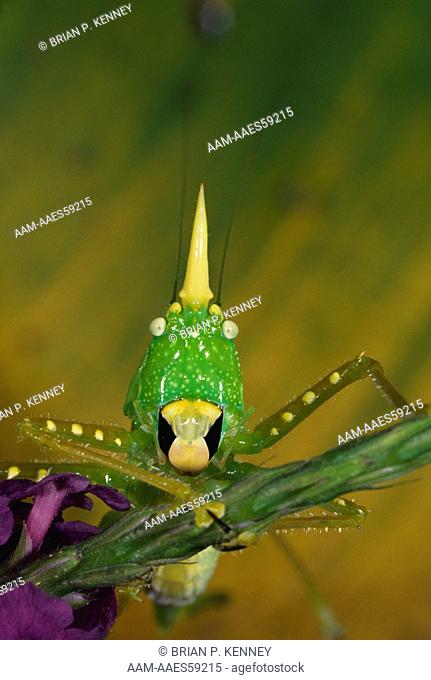 Horned Katydid / Cone-headed Katydid (Copiphora rhinoceros) Costa Rica, loud, continous calls of adult horned katydids are one of the dominant sounds of the...