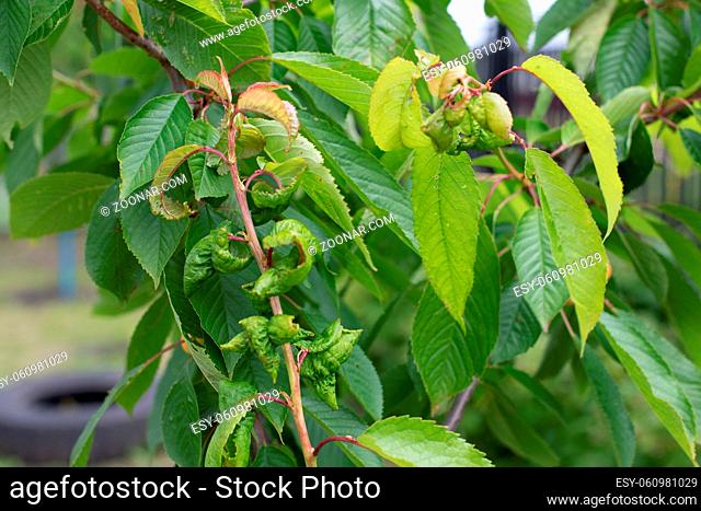 Aphid fruit tree disease fungus, twisted leaves on cherry, garden pest, diseased cherry tree branch