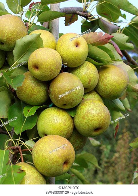 Nashi Pear (Pyrus pyrifolia 'Wan Phyon Pear', Pyrus pyrifolia Wan Phyon Pear), cultivar Wan Phyon Pear