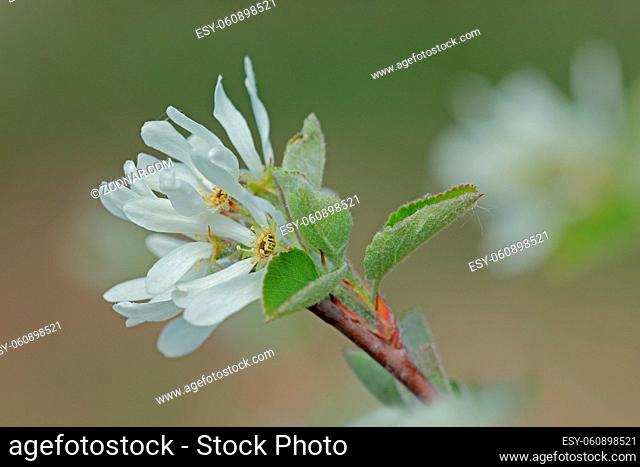Felsenbirne, Amelanchier, Juneberry, Shad-blossom, Shadbush