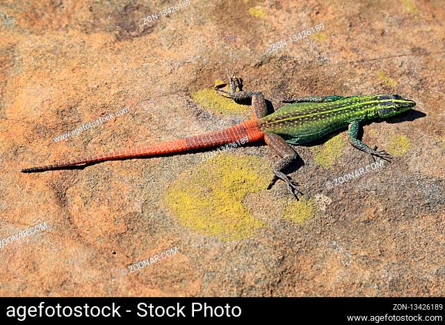 Flacheidechse Sekukhune an Blyde River Canyon in Südafrika, Platysaurus orientalis, Sekukhune flat lizard