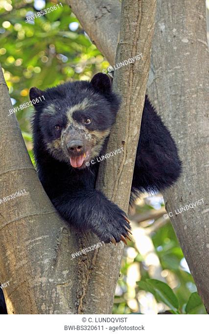 Spectacled bear, Andean bear (Tremarctos ornatus), resting in a tree and showing tongue, Peru, Lambayeque, Reserva Chaparri