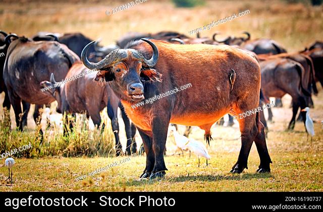 Afrikanische Büffel im Murchison Falls Nationalpark Uganda (Syncerus caffer) | African buffalo, Murchison Falls National Park Uganda (Syncerus caffer)