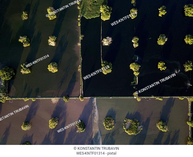 Indonesia, Bali, Aerial view of mangroves in water