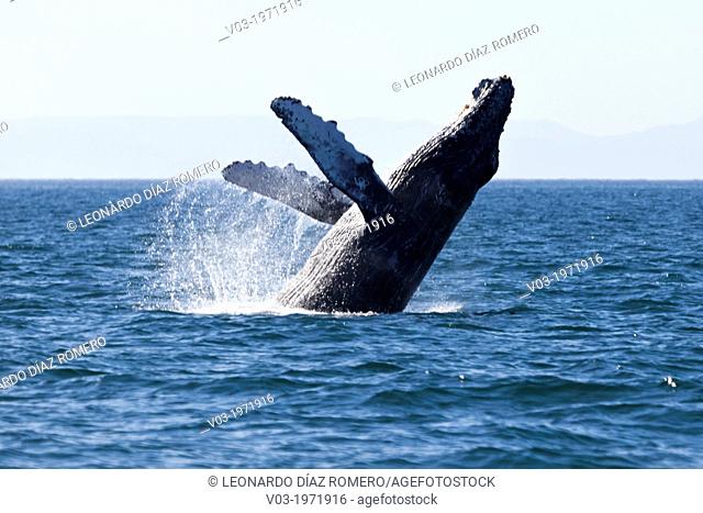 Humpback Whale jumping at the sea near 'Isla Espí­ritu Santo', north of La Paz, Baja California Sur, Mexico