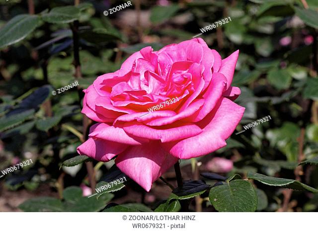 Rosa Lady Like, Pink Hybrid tea rose