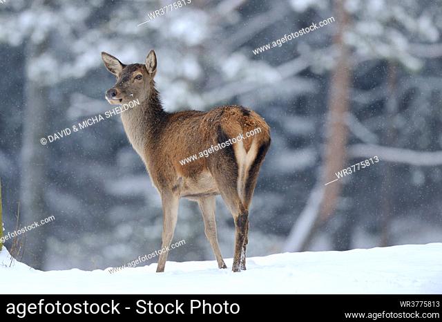 Red deer (Cervus elaphus) in snow