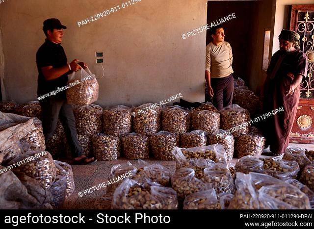 20 September 2022, Syria, Baluon: Syrian workers collect dried figs at the village of Baluon before sending them to dried fruit factories