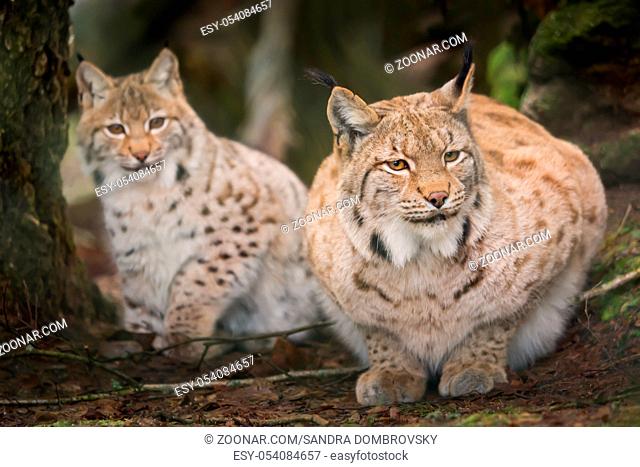 Two lynxes are waiting tensely in the forest