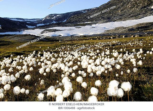 Cottongrass (Eriophorum) in the Hundefjord, East Greenland, Greenland