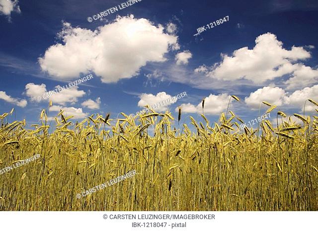 Rye field (Secale cereale), autumn-sown rye, Lower Saxony, Germany, Europe