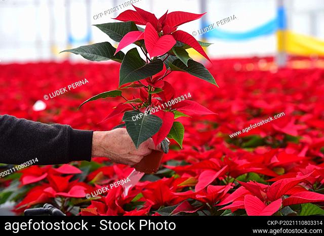 Poinsettias bloom in the greenhouse of the Florcenter in Olomouc, Czech Republic, November 8, 2021. Flowers are popular around Christmas