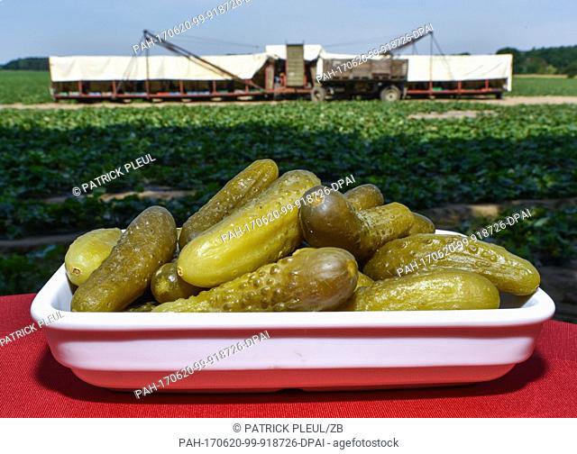 Harvested pickles can be seen on a field of Spreewald farmer Ricken near Vetschau, Germany, 20 June 2017. The Spreewald gherkin farmers have officially started...