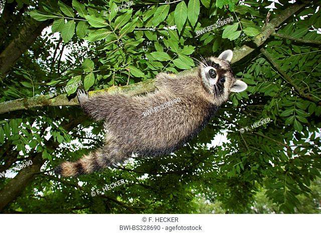 common raccoon (Procyon lotor), four months old male climbing on a tree, Germany