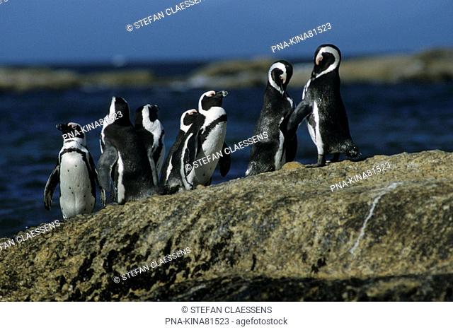 African Penguin, Jackass penguin Spheniscus demersus - Cape of Good Hope Nature Reserve, Cape Peninsula, Western Cape Province, South Africa, Africa