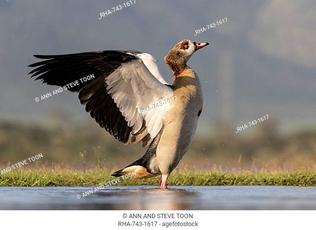 Egyptian goose (Alopochen aegyptiaca), Zimanga Private Game Reserve, KwaZulu-Natal, South Africa, Africa