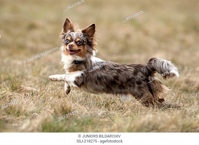 Chihuahua. Puppy (10 weeks old) running on a meadow. Germany