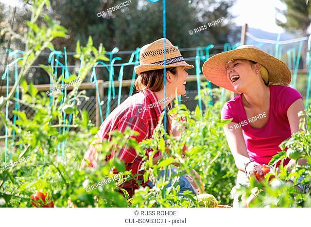 Two young female gardeners laughing whilst tending tomato plants on organic farm