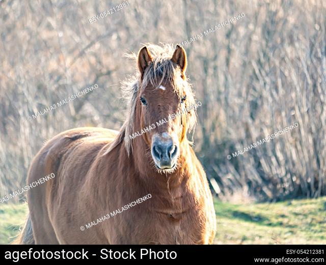 Brown horse on a pasture in sunbeam. Animals. Farm