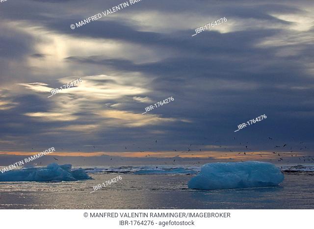 Icebergs floating on the sea and flying seagulls at sunrise, Jökulsarlon, Iceland, Europe