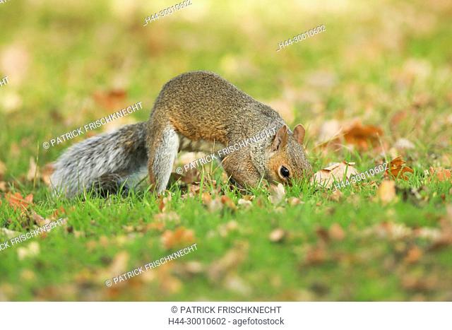 Grauhörnchen, Grey Squirrel, Sciurus carolinensis, England