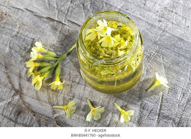 True oxlip (Primula elatior), glass with collected flowers was filled up with honey, Germany