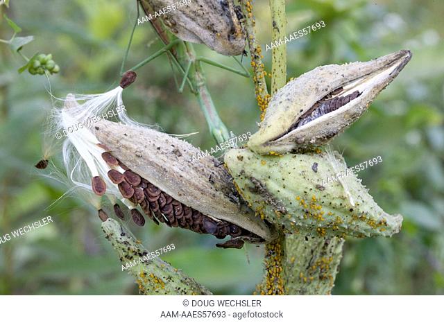 Milkweed Aphids (Aphis nerii) Common Milkweed (Asclepias syriaca) Seed Pods, Schuylkill Center, PA, Philadelphia