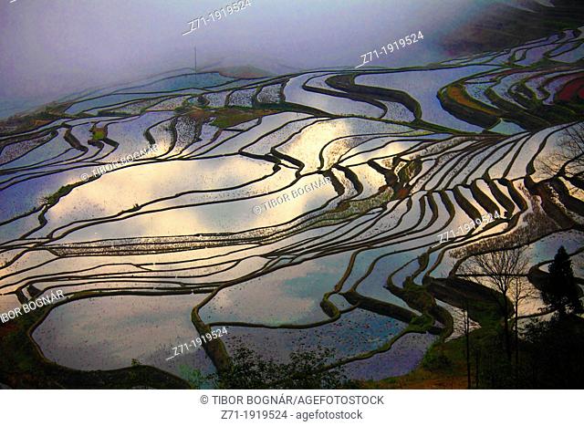 China, Yunnan, Yuanyang, Shengcun, rice terraces