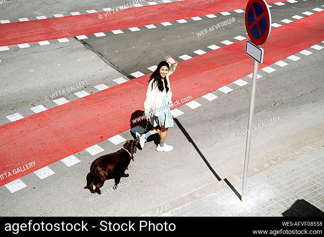 Smiling woman waving hand while crossing street with Labrador dog