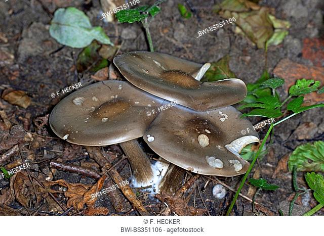 Cream Grey Toadstall, Melanoleuca Mushroom (Melanoleuca melaleuca, Melanoleuca vulgaris, Tricholoma melaleucum), three fruiting bodies on forest floor, Germany