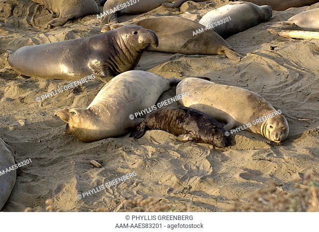 Elephant Seal (Mirounga angustirostris) Piedras Beach, CA
