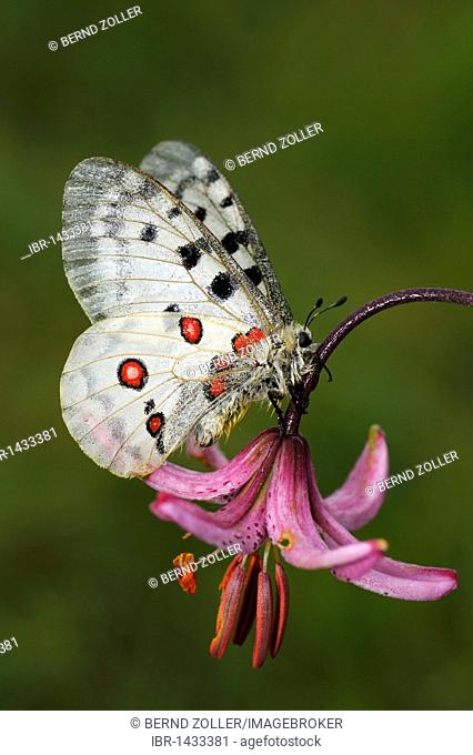 Mountain Apollo butterfly (Parnassius apollo), resting on a Martagon or Turk's cap lily (Gymnadenia conopsea), Biosphaerengebiet Schwaebische Alb biosphere...