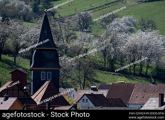 18 April 2022, Hessen, Wendershausen: Cherry trees blossom behind the tower of the Protestant church. Every year, from mid-April to early May