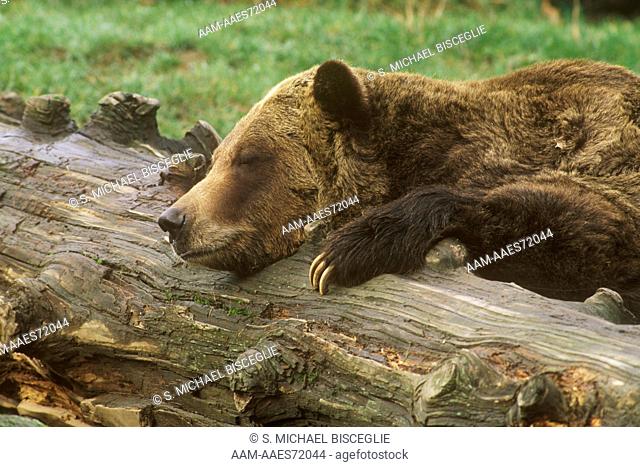 Grizzly Bear (Ursus arctos) sleeping, Metro Washington Park Zoo, Portland, Oregon