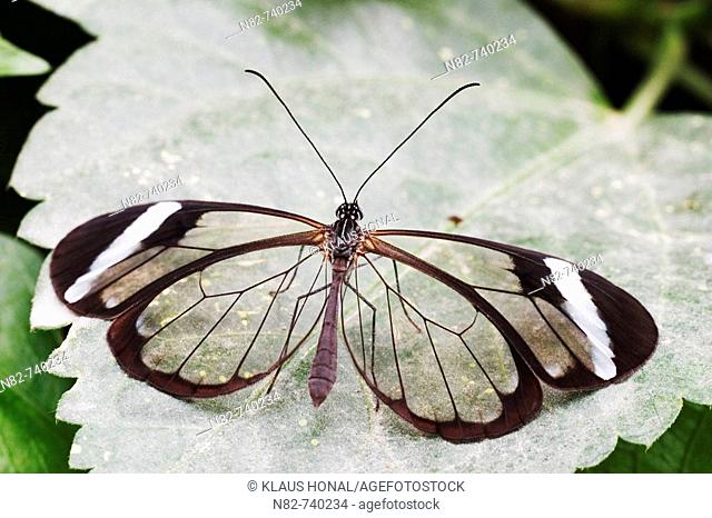 Glasswing Butterfly Greta oto resting on leaf
