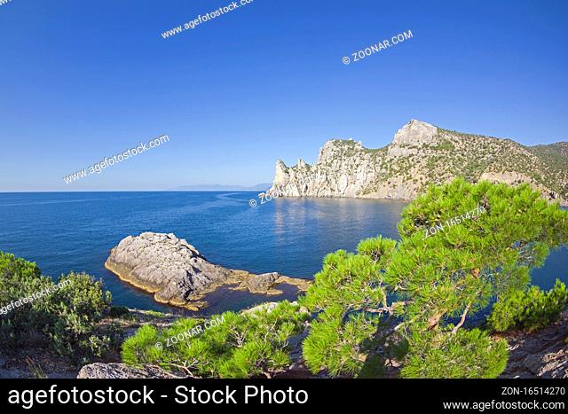 Relict pine on a rocky seashore. Cape Kapchik, Novyy Svet, Crimea