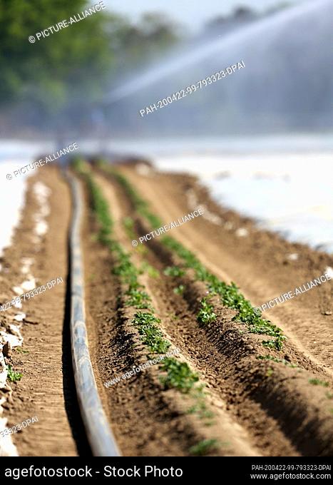 22 April 2020, North Rhine-Westphalia, Aldekerk: A farmer on the Lower Rhine irrigates his potato field covered with plastic film