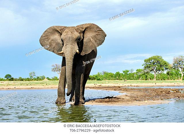 African elephant (Loxodonta africana) drinking at a watehole. Hwange National Park, Zimbabwe