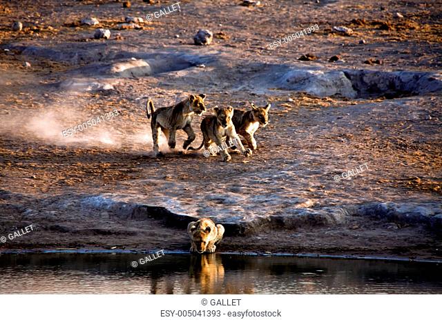 lion cub running near a waterhole at etosha national park namibia