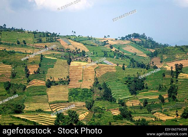 Java, Indonesia. hills with plots of rice fields of different degree of a maturity