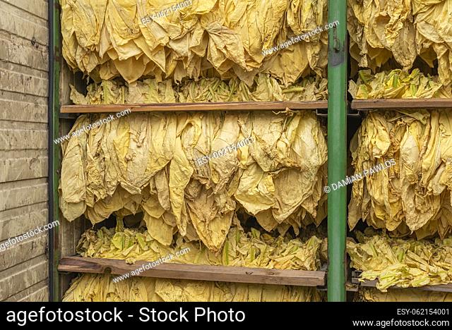 Drying container full of dried tobacco leaves