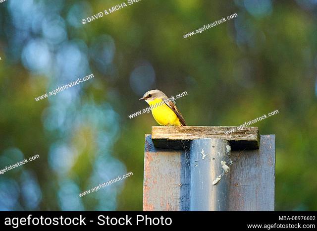 The eastern yellow robin (Eopsaltria australis), Sideways, Sitting, O'Reilly's Rainforest, Lamington National Park, Queensland, Australia