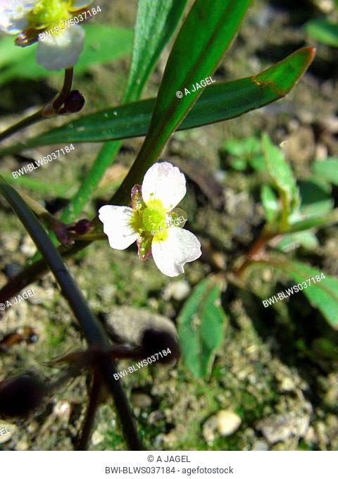 narrow-leaved water-plantain Alisma lanceolatum, flower
