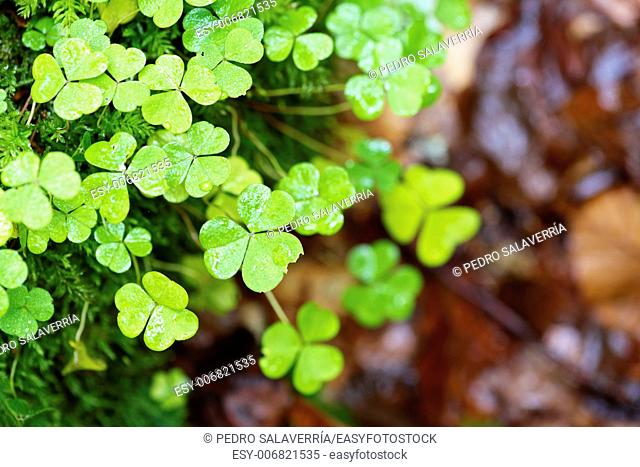 Clovers close up. Valley of Aspe, Pyrenees, France