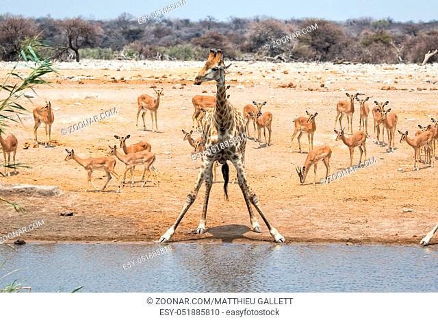 giraffe at a waterhole with impalas etosha national park
