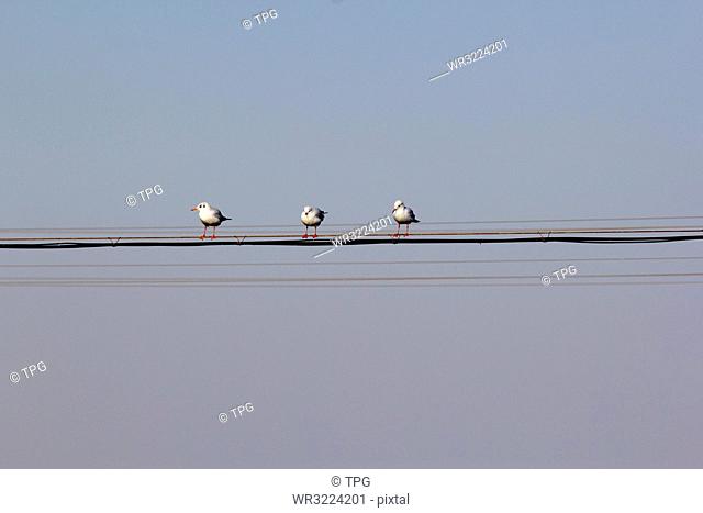 butcherbirds stand on the electric wire