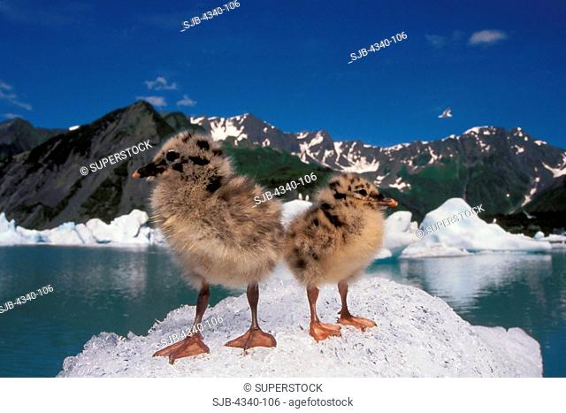 Mew Gull Chicks on an Iceberg