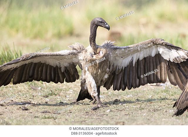 Africa, Southern Africa, Bostwana, Chobe i National Park, Chobe river, White-backed vulture (Gyps africanus), adult